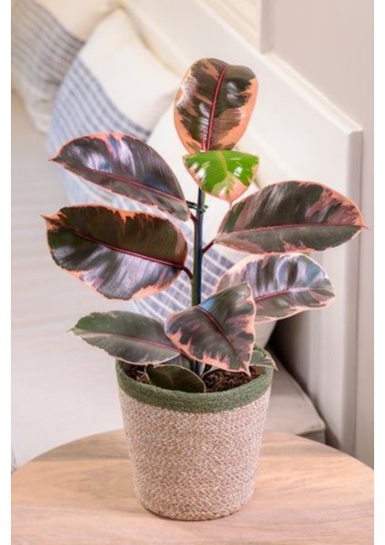 Ficus Elastica Belize - Pembe Alacalı Kauçuk Canlı Salon Bitkisi 80 - 100 cm