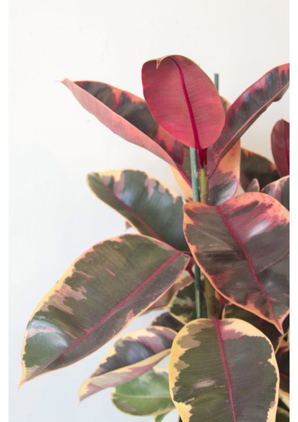 Ficus Elastica Belize - Pembe Alacalı Kauçuk Canlı Salon Bitkisi 80 - 100 cm fiyatları