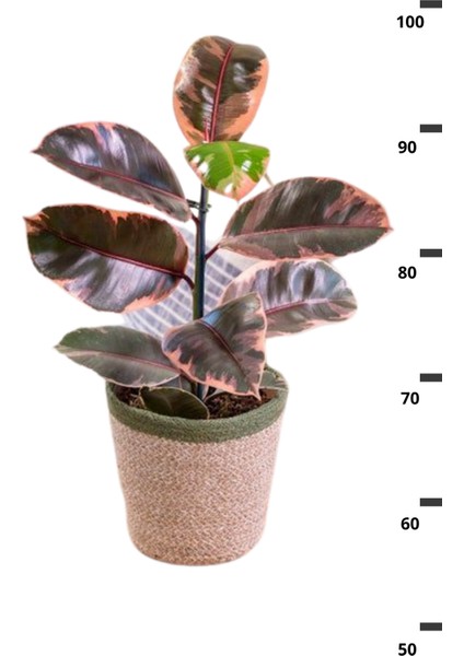 Ficus Elastica Belize - Pembe Alacalı Kauçuk Canlı Salon Bitkisi 80 - 100 cm modelleri