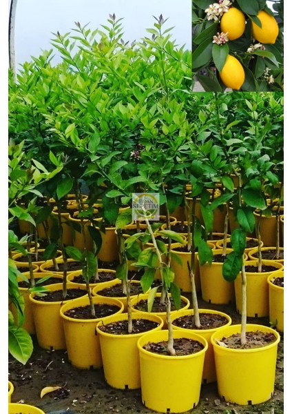 5 Yaş Aşılı 7 Veren(Yediveren) Mayer Limon Fidanı *ÜZERİ ÇİÇEKLİ*