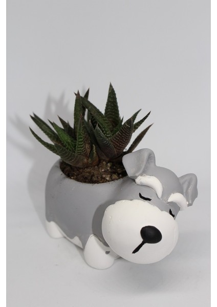 Cactus Garden Gri Köpek Saksı +Canlı Sukulent Bitki