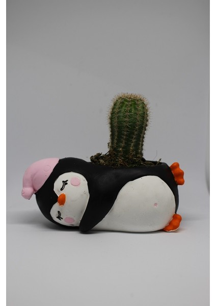 Cactus Garden Penguen Saksı +Canlı Sukulent Bitki