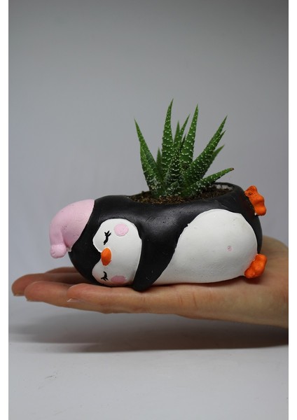 Cactus Garden Penguen Saksı +Canlı Sukulent Bitki