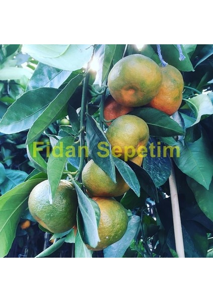 3 Yaş Aşılı Satsuma Mandalina Fidanı