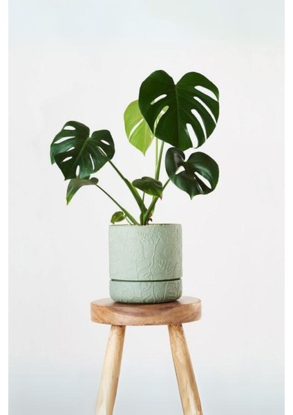 Monstera Deliciosa - Mini Deve Tabanı Canlı Salon Bitkisi 35 - 50 cm