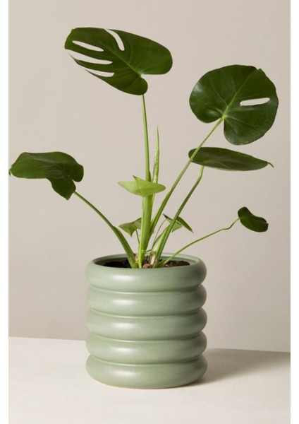 Monstera Deliciosa - Mini Deve Tabanı Canlı Salon Bitkisi 35 - 50 cm fiyatları