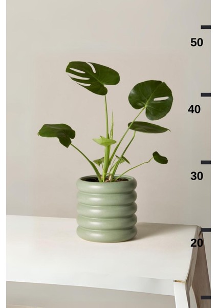 Monstera Deliciosa - Mini Deve Tabanı Canlı Salon Bitkisi 35 - 50 cm modelleri