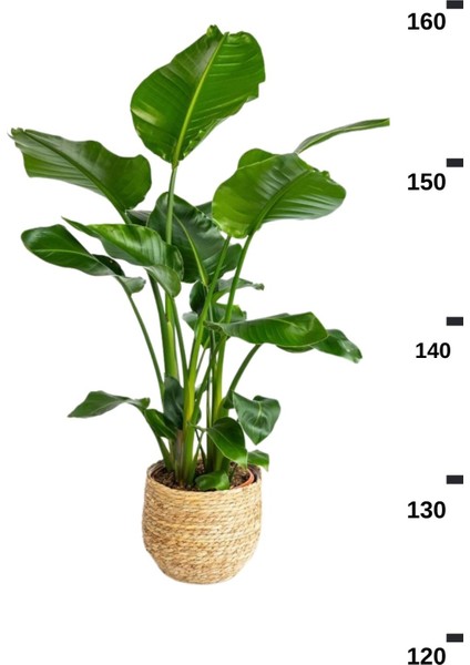 Strelitzia Nicolai - Üç Köklü Starliçe Cennet Kuşu Canlı Salon Bitkisi 140 - 160 cm