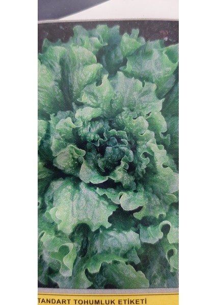 Kolukısa Tarım Yazlık Marul Tohumu fiyatları