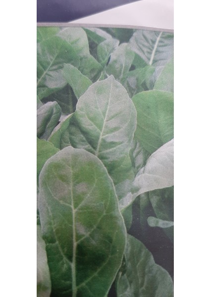 Kolukısa Tarım Pazı Tohumu