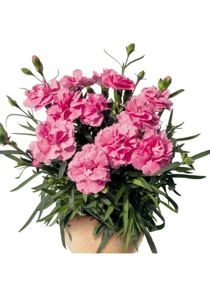 Nadir Kokulu Sweet Pleasure Pink Karanfil Çiçeği Fidesi (2 Adet)