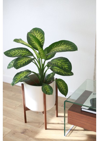 Dieffenbachia Tropik Snow - Difenbahya Canlı Salon Bitkisi 40 - 60 cm