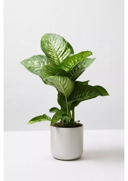 Dieffenbachia Tropik Snow - Difenbahya Canlı Salon Bitkisi 40 - 60 cm