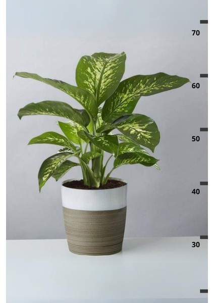 Dieffenbachia Tropik Snow - Difenbahya Canlı Salon Bitkisi 40 - 60 cm