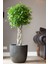 Garden Online Ficus Benjamin Exotica - Kafes Örgülü Ficus Canlı Salon Bitkisi 120 - 140 cm 1