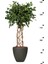 Garden Online Ficus Benjamin Exotica - Kafes Örgülü Ficus Canlı Salon Bitkisi 120 - 140 cm 3