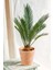 Garden Online Cycas Revoluta - Sikas Japon Sago Palmiyesi Canlı Salon Bitkisi 50 - 60 cm 2