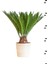 Garden Online Cycas Revoluta - Sikas Japon Sago Palmiyesi Canlı Salon Bitkisi 50 - 60 cm 3