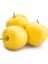 3 Yaş Aşılı Golden Delicious Elma Fidanı (Sarı Elma) 1