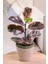 Ficus Elastica Belize - Pembe Alacalı Kauçuk Canlı Salon Bitkisi 80 - 100 cm 1