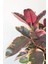 Ficus Elastica Belize - Pembe Alacalı Kauçuk Canlı Salon Bitkisi 80 - 100 cm 2