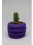 Cactus Garden Mor Dekoratif Saksı + Canlı Sukulent Bitki 2