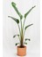 Garden Online Starliçe Cennet Kuşu Çiçeği - Büyük Boy Strelitzia Nicolai Canlı Salon Bitkisi 160 - 180 cm 2