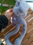Kulakları Hareket Eden Sesli Peluş Kuromi Peluş Kulaklık Taç 2