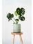 Monstera Deliciosa - Mini Deve Tabanı Canlı Salon Bitkisi 35 - 50 cm 1