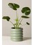 Monstera Deliciosa - Mini Deve Tabanı Canlı Salon Bitkisi 35 - 50 cm 2