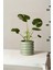 Monstera Deliciosa - Mini Deve Tabanı Canlı Salon Bitkisi 35 - 50 cm 3