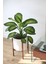 Dieffenbachia Tropik Snow - Difenbahya Canlı Salon Bitkisi 40 - 60 cm 1