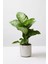 Dieffenbachia Tropik Snow - Difenbahya Canlı Salon Bitkisi 40 - 60 cm 2