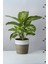 Dieffenbachia Tropik Snow - Difenbahya Canlı Salon Bitkisi 40 - 60 cm 3