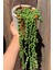 Garden Online Senecio Rowleyanus - Tesbih Çiçeği Canlı Salon Bitkisi 30 - 40 cm 1