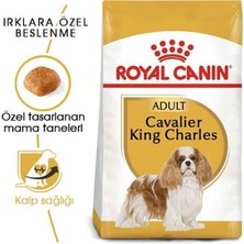 Royka Royal Canin Cavalier King Charles Yetişkin Köpek Maması 1.5 kg