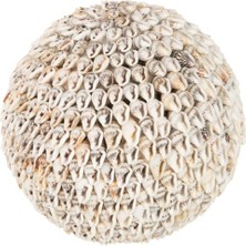Laromita Decoration Top Kabuk Obje / Açık