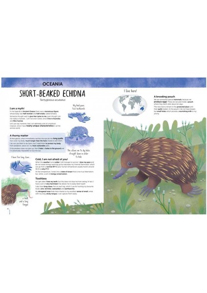 Atlas of Biodiversity Curious and Unusual Animals - Leonora Camusso