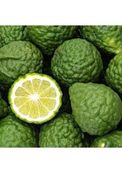 Tüplü Bergamot Fidanı