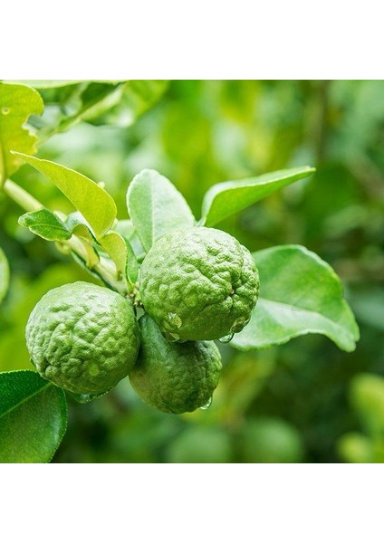 Tüplü Bergamot Fidanı fiyatları
