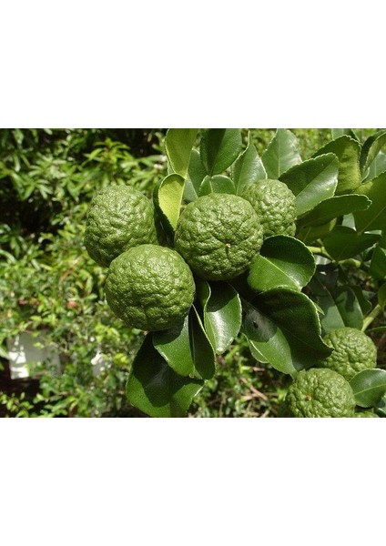 Tüplü Bergamot Fidanı modelleri