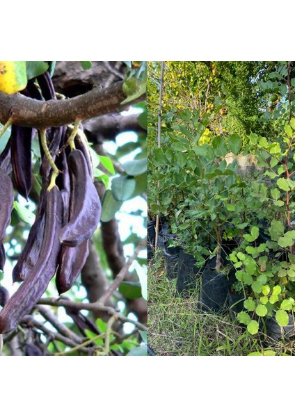 Tüplü Aşılı Keçiboynuzu Harnup Fidanı