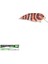 Baby Fat John 50 Milk Snake Maket Yem 4