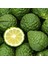 Tüplü Bergamot Fidanı 1