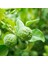 Tüplü Bergamot Fidanı 2