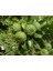 Tüplü Bergamot Fidanı 3