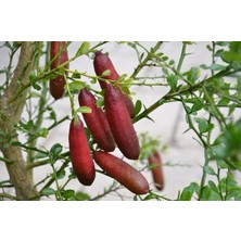 Fidanlıdan Finger Lime Kırmızı Havyar Limon Fidanı