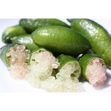 Fidanlıdan Finger Lime Havyar Limon Fidanı