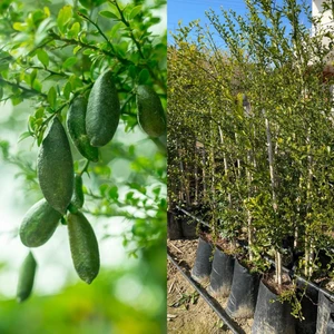 Finger Lime Havyar Limon Fidanı