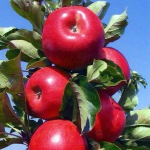 Tüplü Amasya Elma Fidanı